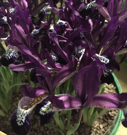 Iris reticulata 'Spot On' 